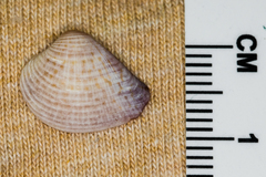 Anomalocardia cuneimeris