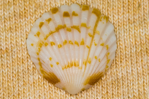 Comb Bittersweet