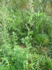 Artemisia vulgaris