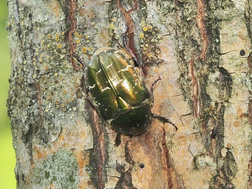 Copper Chafer photo 5