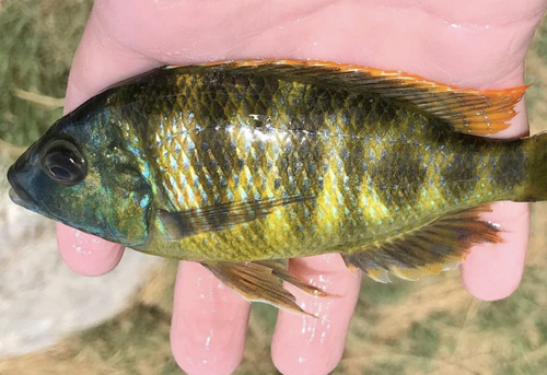Venustus (Nimbochromis venustus) — Cichlidae — 3