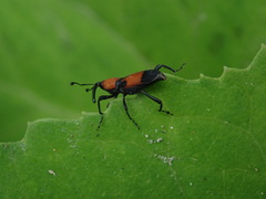 Rhodobaenus