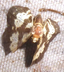 Peratophyga flavomaculata