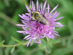 Bombus impatiens