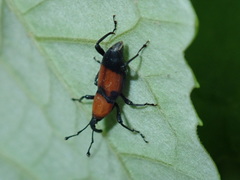 Rhodobaenus
