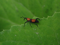 Rhodobaenus