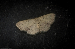 Idaea punctatissima