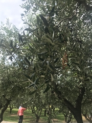 Olea europaea