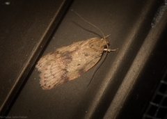 Oligoloba severa
