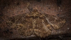 Paradromulia ambigua