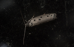 Ethmia heptasema