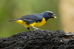 Blue-And-Gold Tanager photo 2