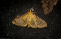 Cotachena aluensis