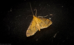 Cotachena aluensis