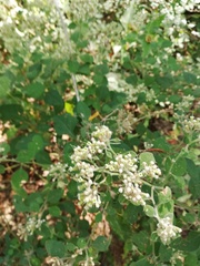 Salpianthus arenarius