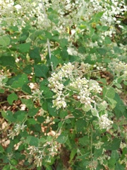 Salpianthus arenarius