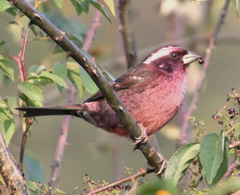 Carpodacus thura