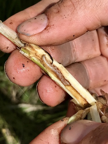 Aweme Borer Moth