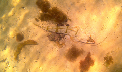 Platycephalus laevigatus