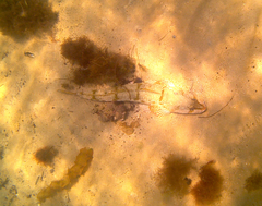 Platycephalus laevigatus