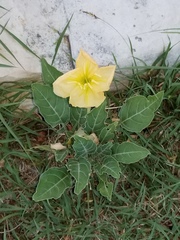 Oenothera brachycarpa