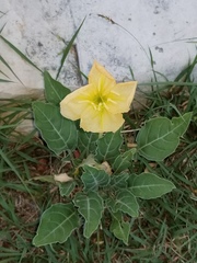 Oenothera brachycarpa