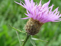 Centaurea nigra