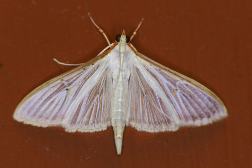 Four-spotted Palpita Moth