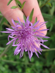 Centaurea nigra