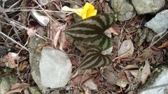 Dioscorea cyanisticta