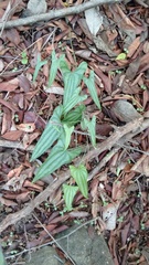 Dioscorea pilosiuscula