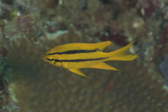 Neoglyphidodon nigroris