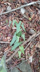 Dioscorea pilosiuscula