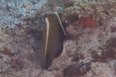 Heniochus varius