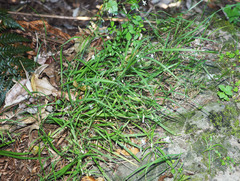 Arthropodium candidum