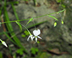 Arthropodium candidum
