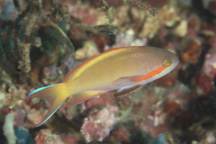 Pseudanthias huchtii