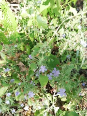 Ruellia paniculata