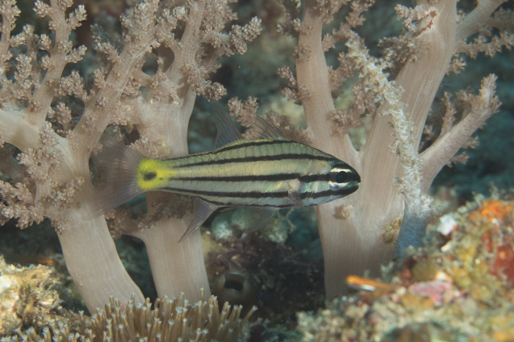 Dusky-tailed cardinalfish (Cheilodipterus isostigmus) — Apogonidae