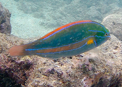 Stethojulis balteata