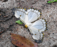 Pseudaphelia apollinaris