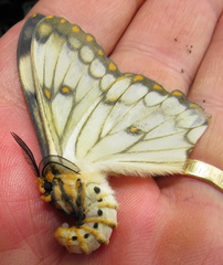 Pseudaphelia apollinaris