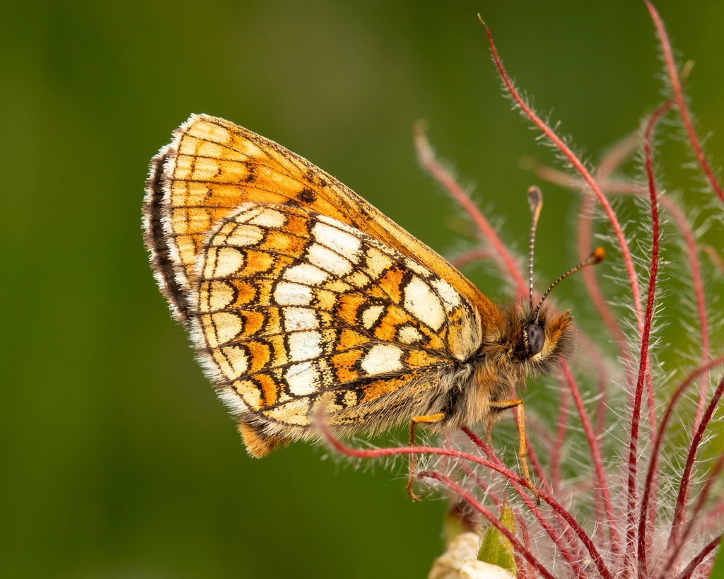 Grisons Fritillary
