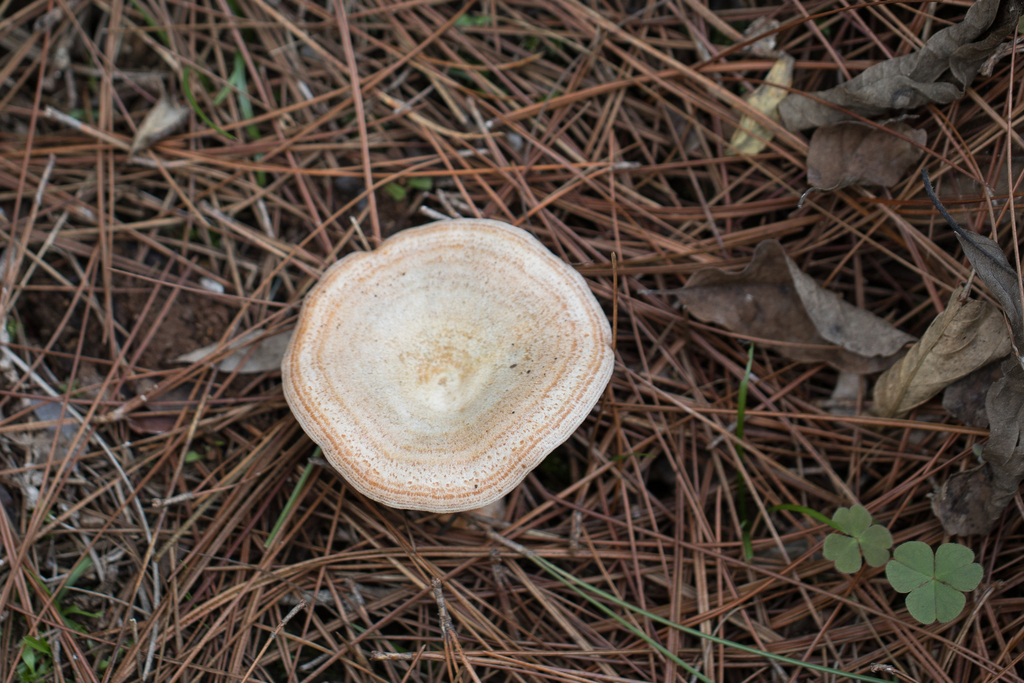 Lactarius quieticolor · July 2023 · photo: © ftsautter (iNaturalist, cc0)