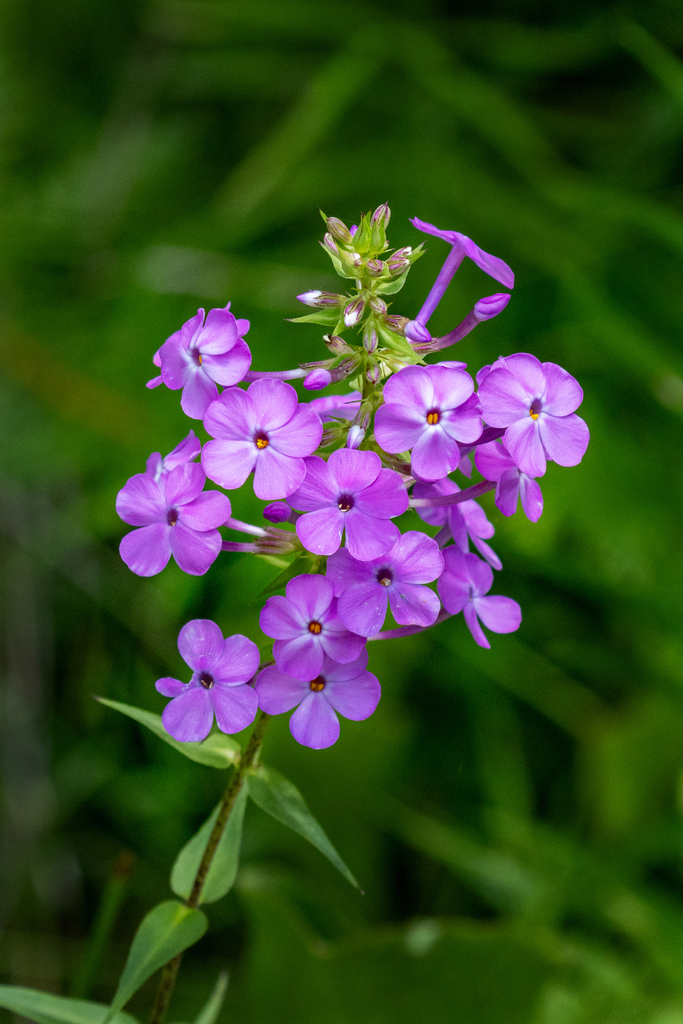 Wild sweetwilliam from champaign county oh usa on july 7 2023 at 02 