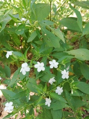 Ruellia foetida
