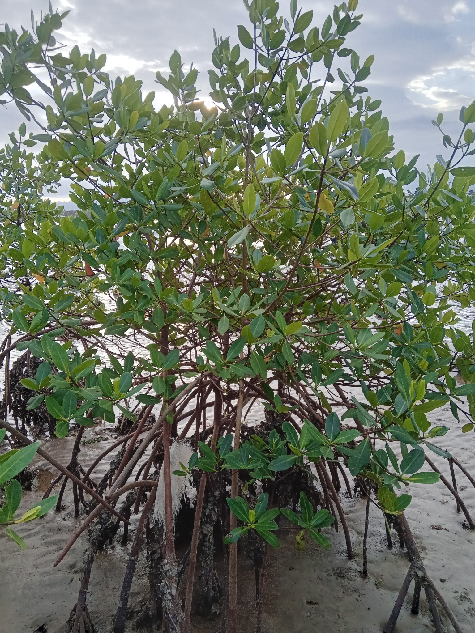 Rhizophora mangle