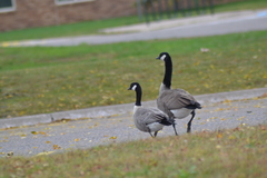 Branta hutchinsii hutchinsii