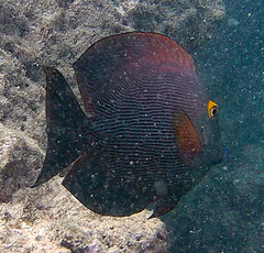 Ctenochaetus strigosus