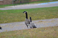 Branta hutchinsii hutchinsii